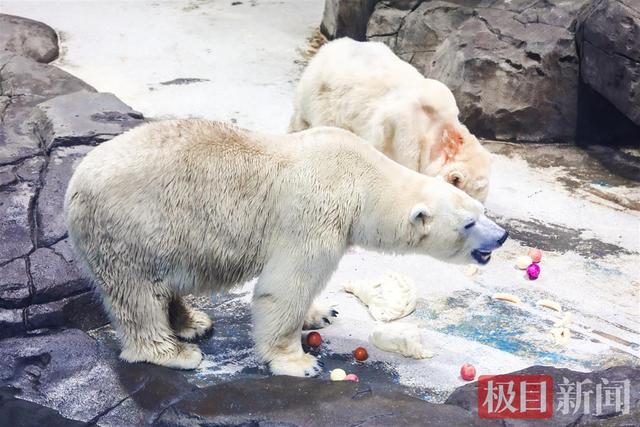 北极熊吃什么食物梨和什中药一起熬水止咳