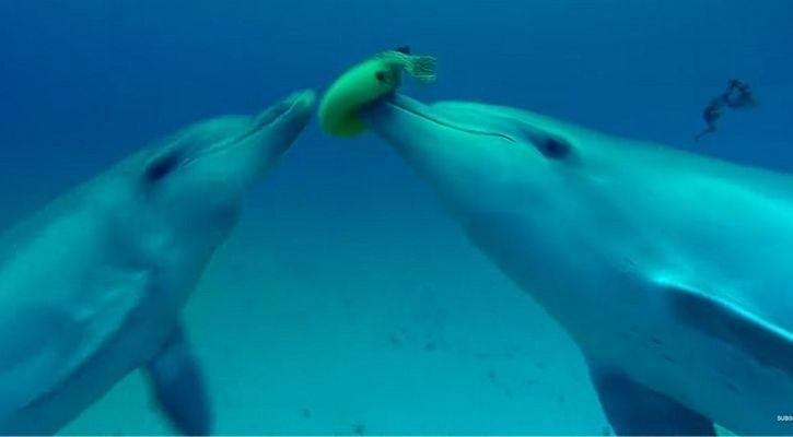可爱海豚竟是超级好色海底流氓！骚扰女明星，发情不分物种