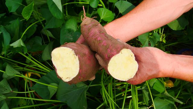红薯几月份种植几月份收获