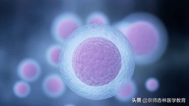 第一极体和次级卵母细胞的区别