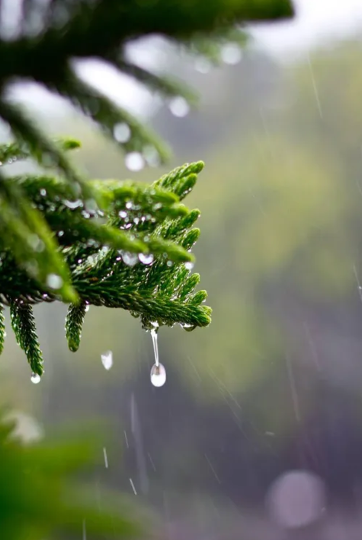关于雨的诗句有哪些（描写雨景的12首唯美古诗词）