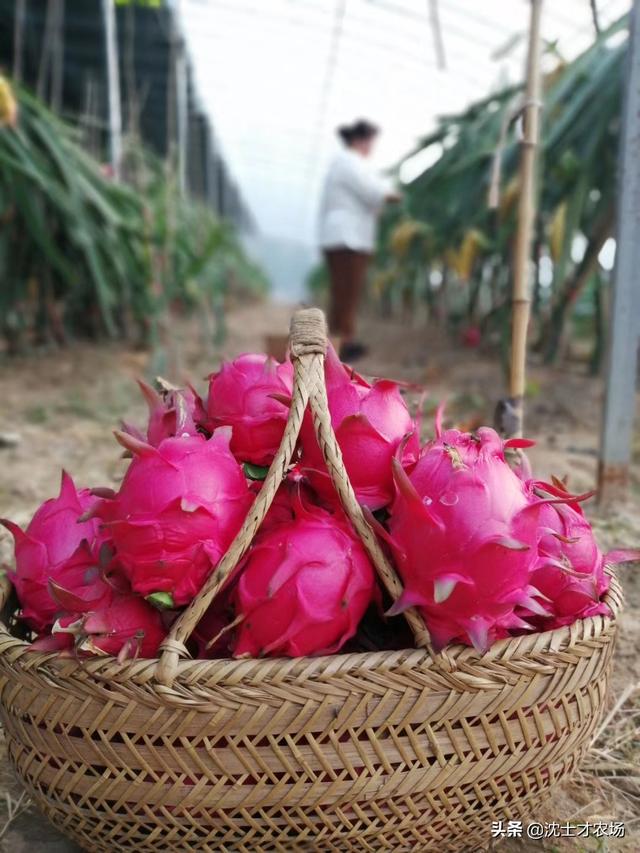 家里种的西瓜熟了，哪个平台可以放农产品出售？(西瓜注册平台？)