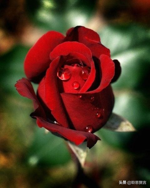 形容玫瑰的诗句古诗（关于红玫瑰的唯美句子）