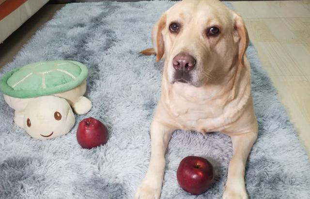 三个月的泰迪狗可以吃梨吗