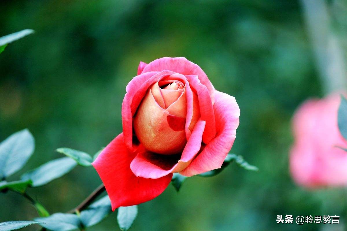 形容玫瑰的诗句古诗（关于红玫瑰的唯美句子）