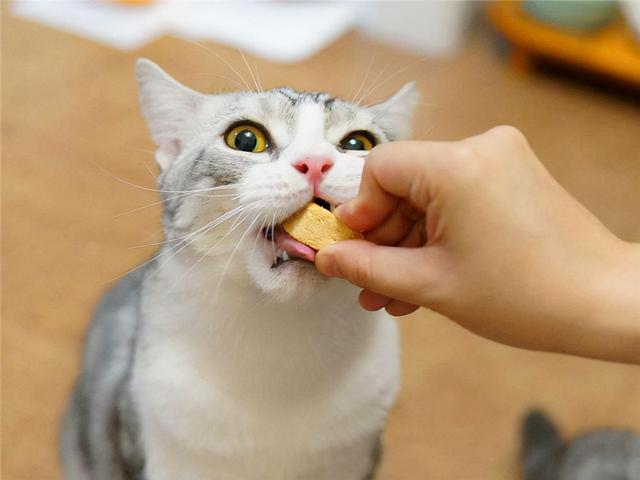 猫不能吃什么食物清单酸羊奶