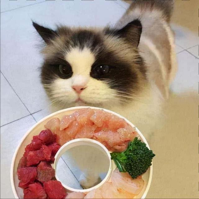 猫咪不能吃什么东西会中毒