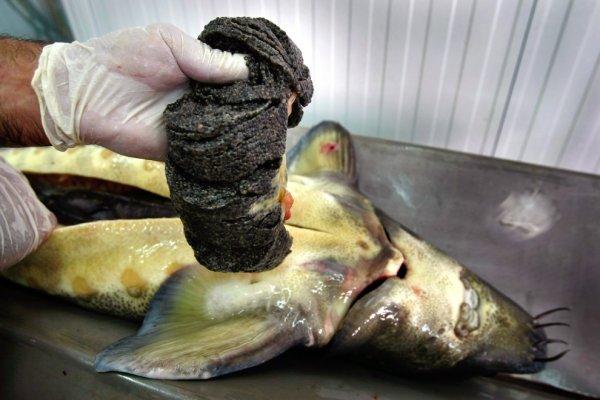 黑鱼子酱价格多少钱一斤