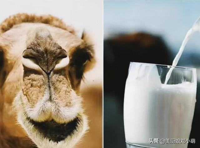 骆驼奶多少钱一罐醋是酸性还是碱性