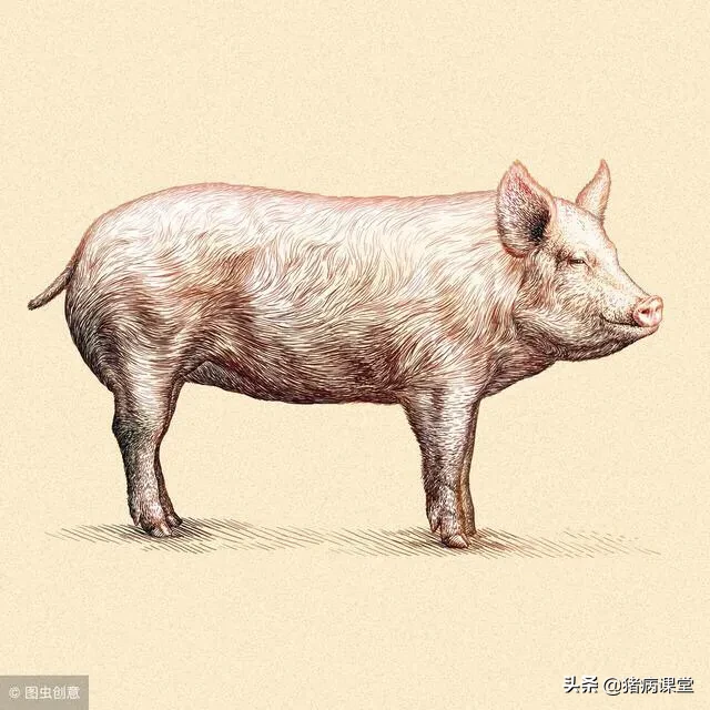 详解猪疥螨病的防治