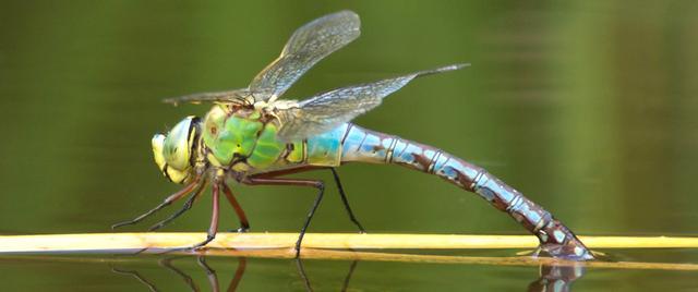 蜻蜓的特点和生活特征和外形寿命