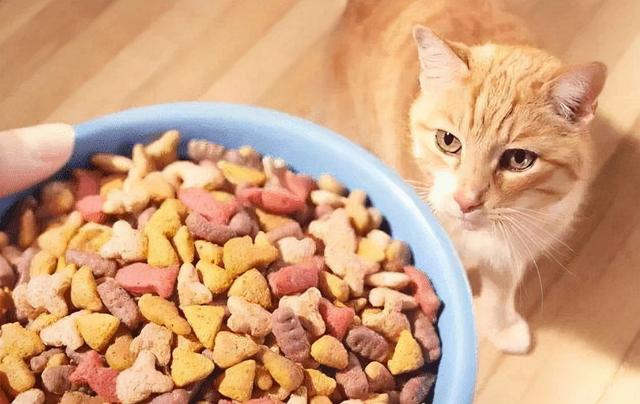 猫不能吃什么食物清单酸羊奶