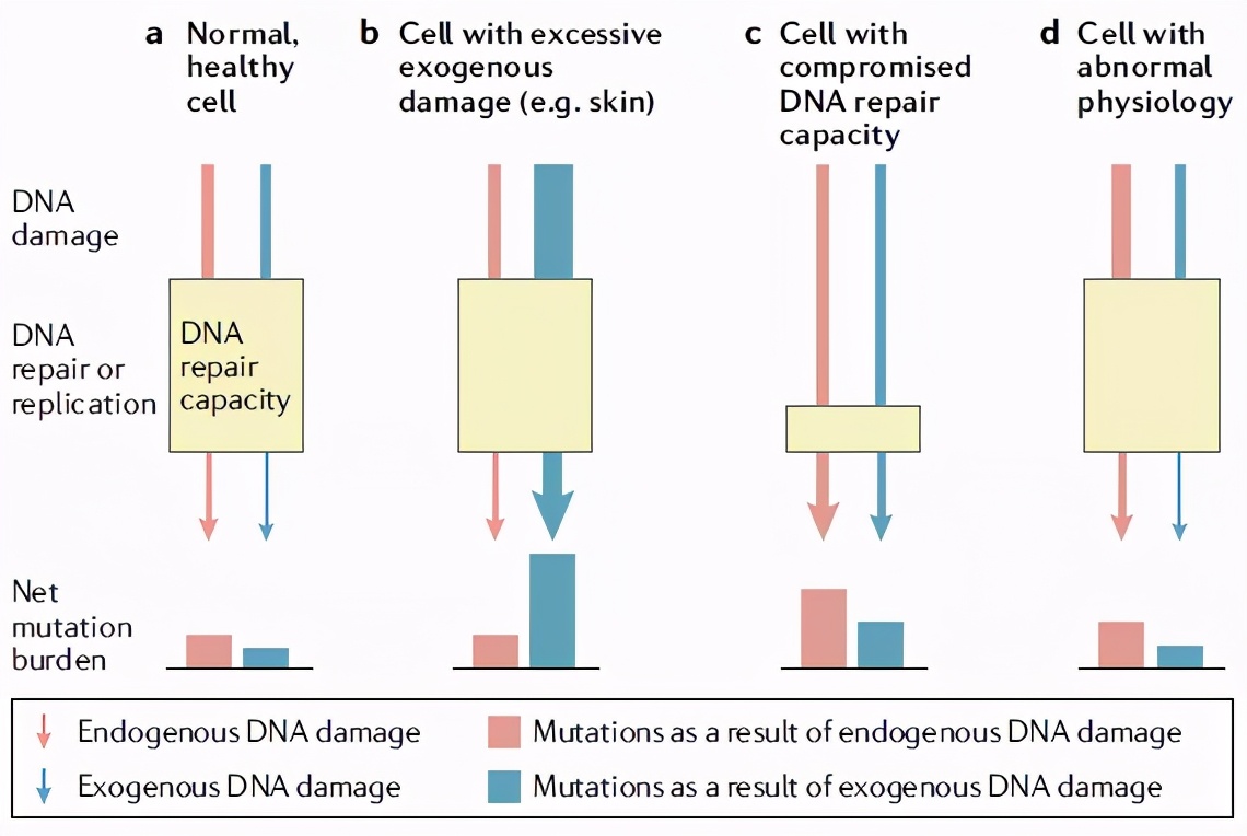 基因突变：人体密码被改变之癌症的起源