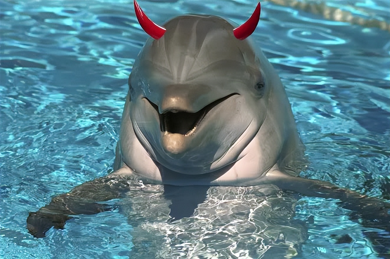 可爱海豚竟是超级好色海底流氓！骚扰女明星，发情不分物种