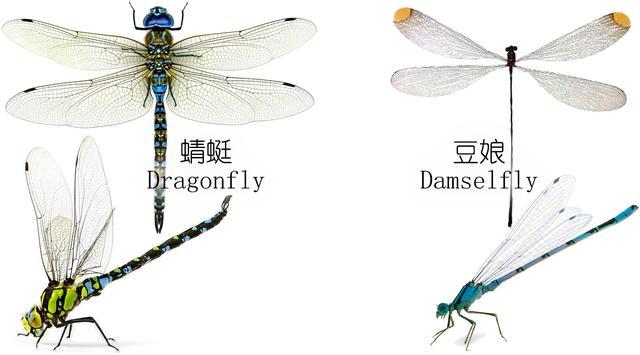 蜻蜓的特点和生活特征和外形寿命