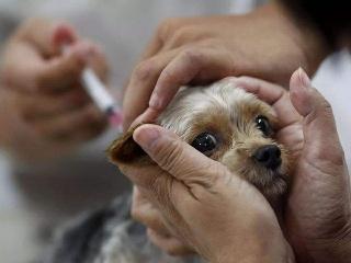 狗狗疫苗多久打一次中间可以洗澡吗