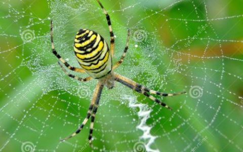 spider是什么意思英语?