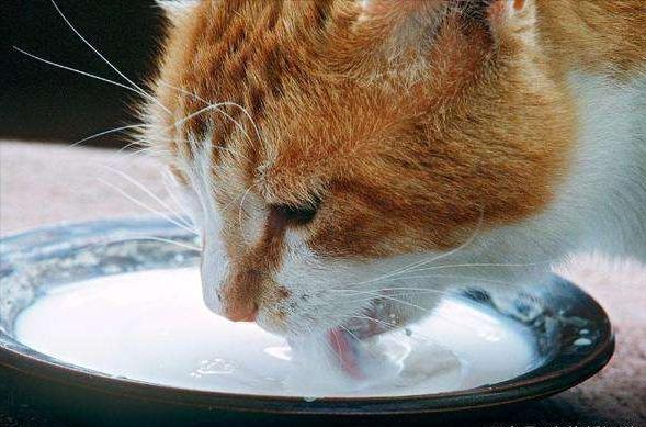 猫咪不能吃什么东西会中毒