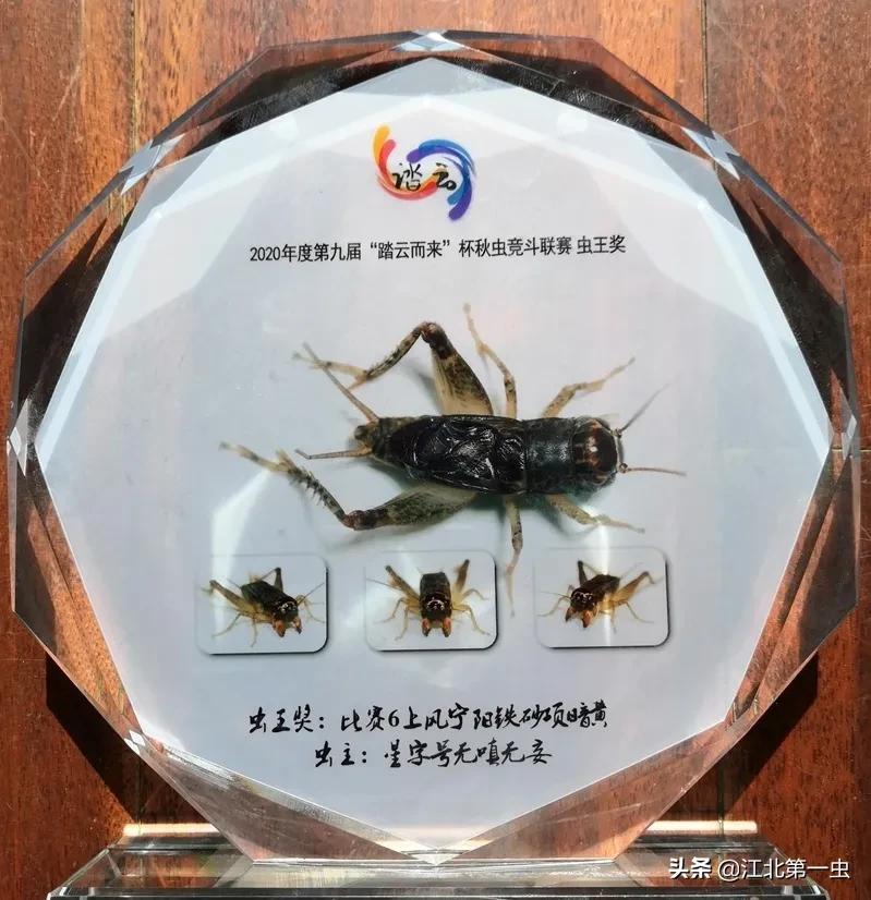 北京蟋蟀虫王的故事（2020蟋蟀虫王排名）