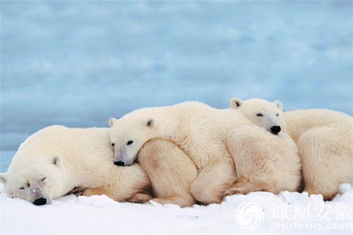 动物们的奇葩冬眠方式，总有一个让你惊讶