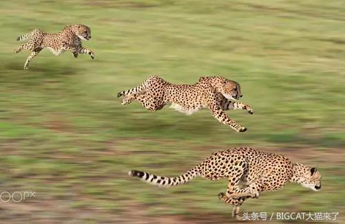 猎豹的时速可达110公里？科学家测试了367只猎豹才发现是人高估了