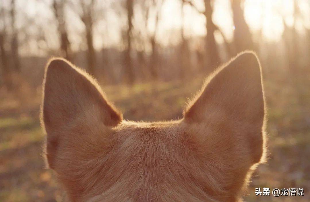 大耳朵狗有哪些品种(垂耳朵的狗有哪些)