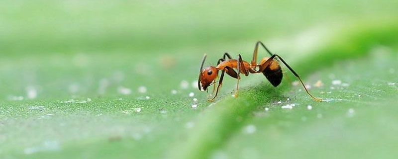 蚂蚁如何搬家
