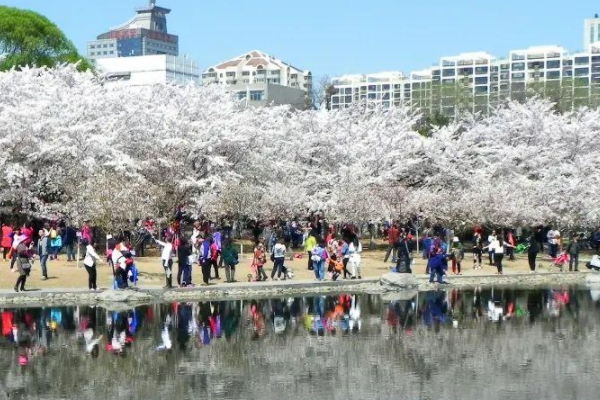 北京樱花节观赏时间及地点推荐