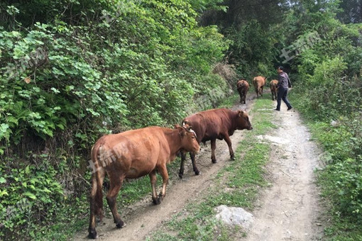湖南省肉牛养殖有哪些财政扶持政策和措施？