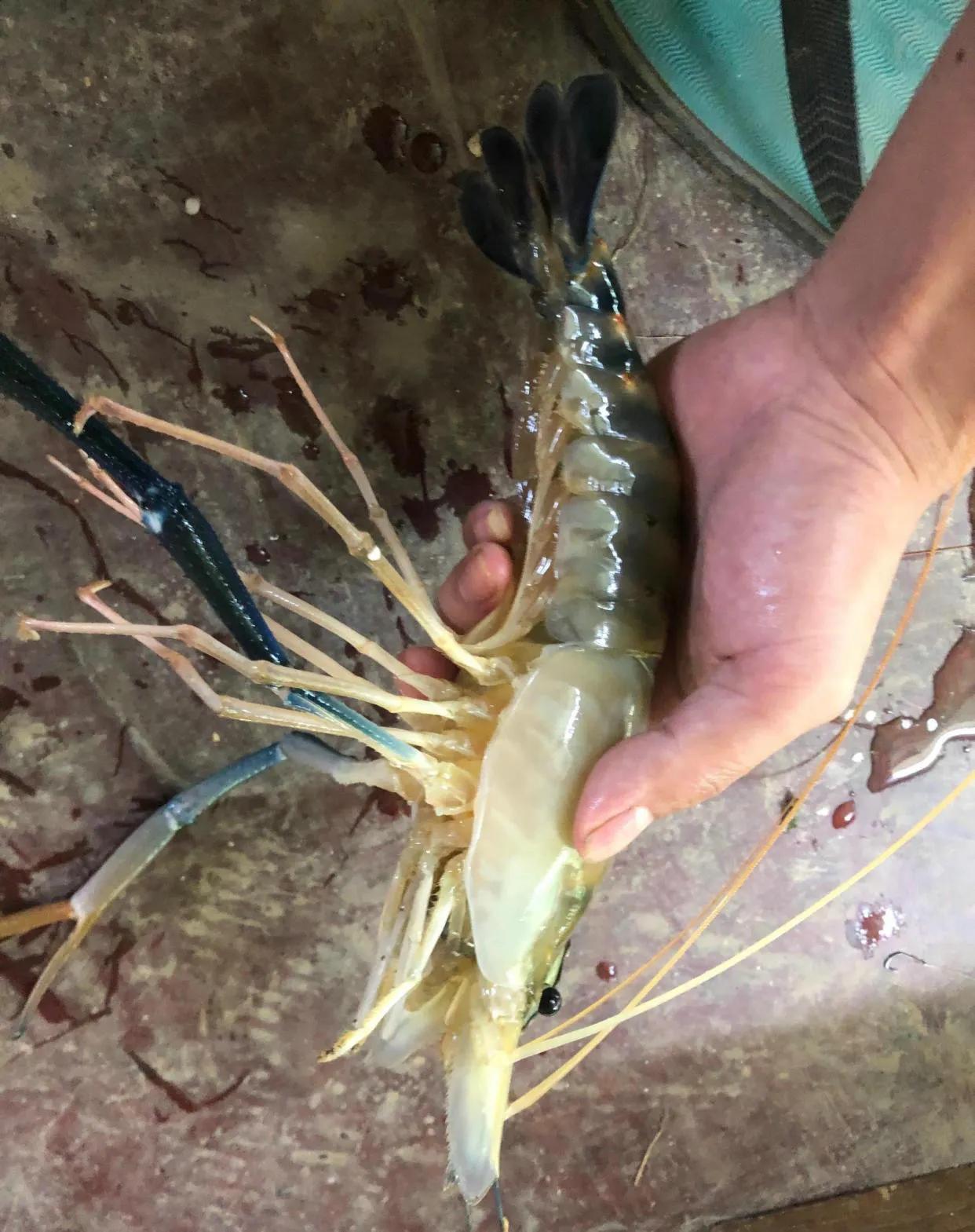 钓友珠江钓起巨型大虾，身长25公分，两只重1斤，会泛滥成灾吗？