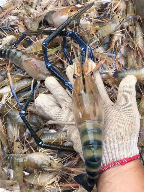 钓友珠江钓起巨型大虾，身长25公分，两只重1斤，会泛滥成灾吗？