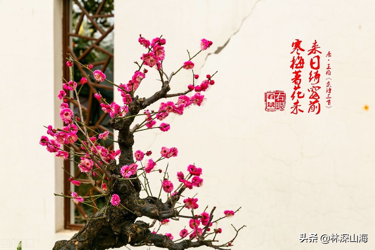 中国各种花的象征意义（简介这10大名花象征的寓意）