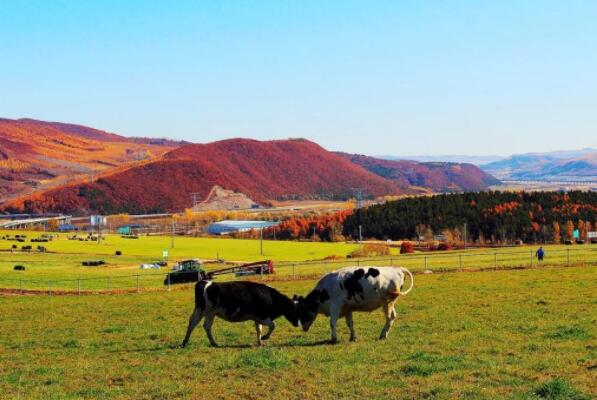 中国十大最美牧场，天山牧场上榜，第一是南方仅有的高山牧场