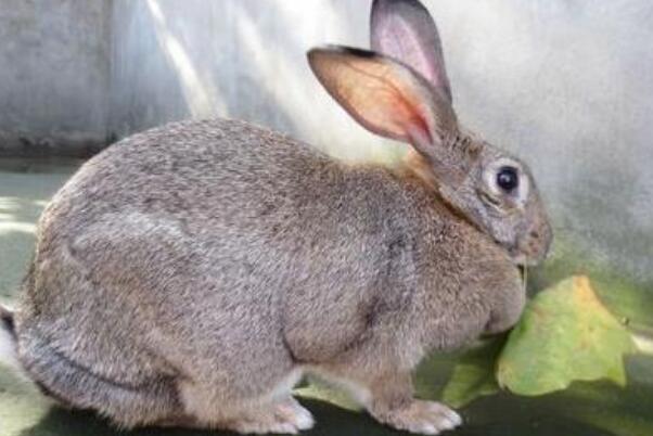 世界八大宠物兔品种，荷兰兔上榜，第一眼周毛为黑色