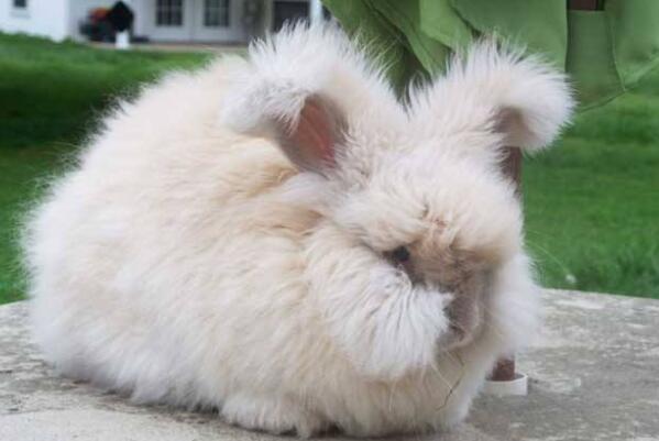 世界八大宠物兔品种，荷兰兔上榜，第一眼周毛为黑色