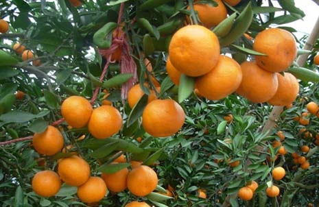 橘子产地在哪里？橘子的主要产地分布和生长环境介绍