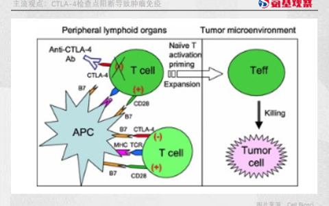 CTLA-4复活：向死而生的创新药研发