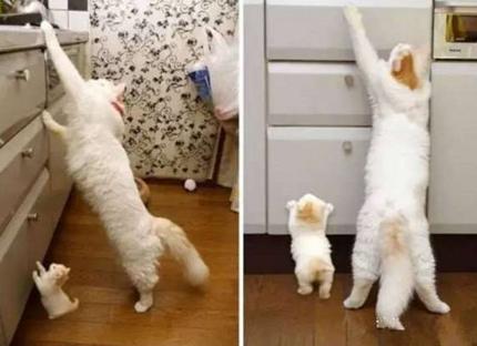 10张萌小猫和妈妈的合照，任谁也不会怀疑它们的亲子关系！