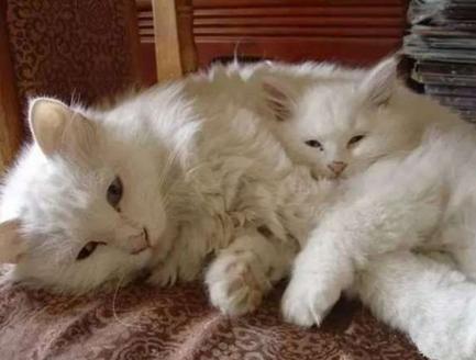 10张萌小猫和妈妈的合照，任谁也不会怀疑它们的亲子关系！