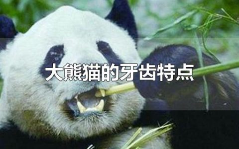 大熊猫的牙齿特点