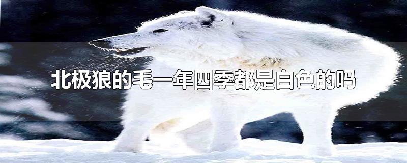 北极狼的毛一年四季都是白色的吗
