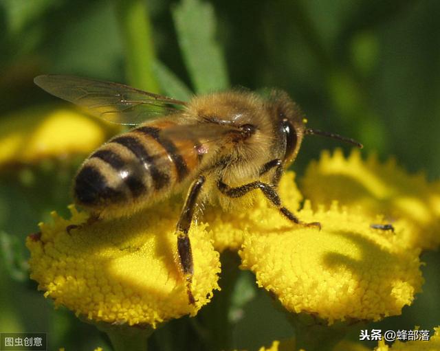 秋季吃蜂蜜的好处(秋季喝蜂蜜的五大好处)