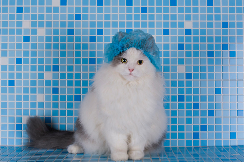 猫咪打完疫苗多久可以洗澡（猫咪洗澡的6个注意事项）