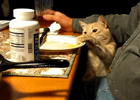 小猫咪吃蛋黄怎么搭配好(小猫咪可以天天吃蛋黄吗)