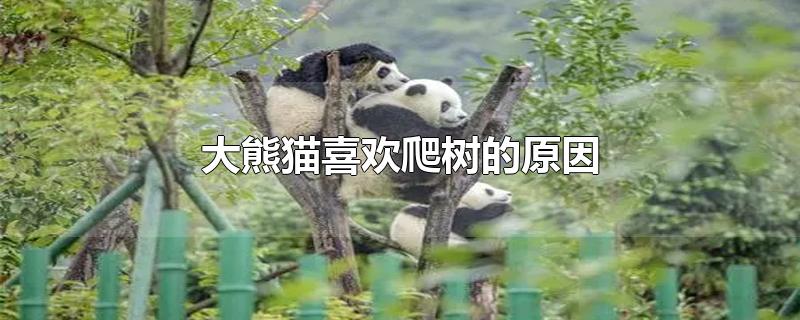 大熊猫喜欢爬树的原因