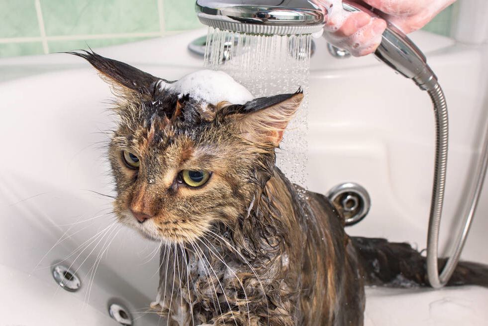 猫咪打完疫苗多久可以洗澡（猫咪洗澡的6个注意事项）