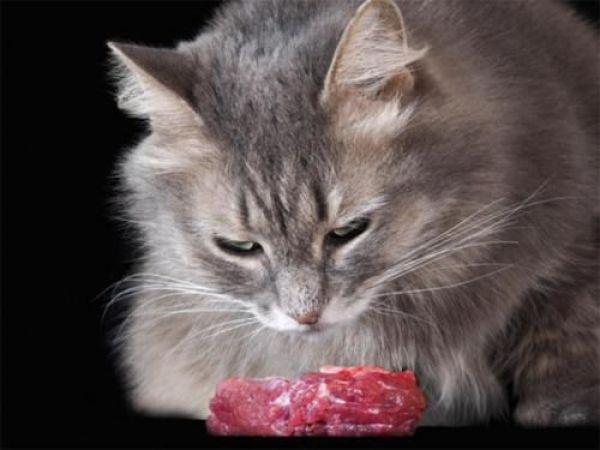 猫吃鸡胸肉的好处(猫吃鸡胸肉的好处和坏处)