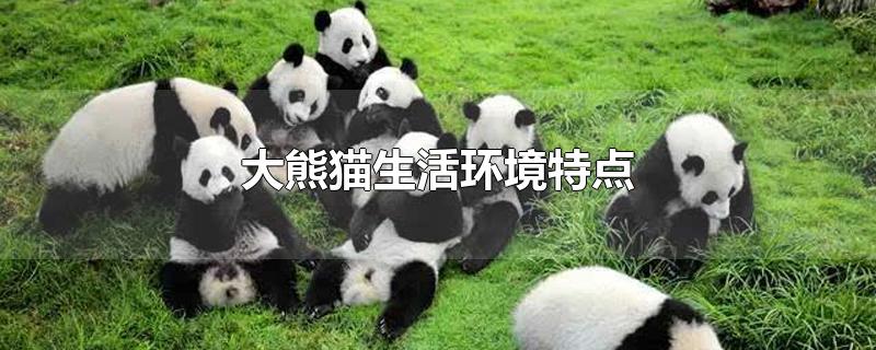 大熊猫生活环境特点