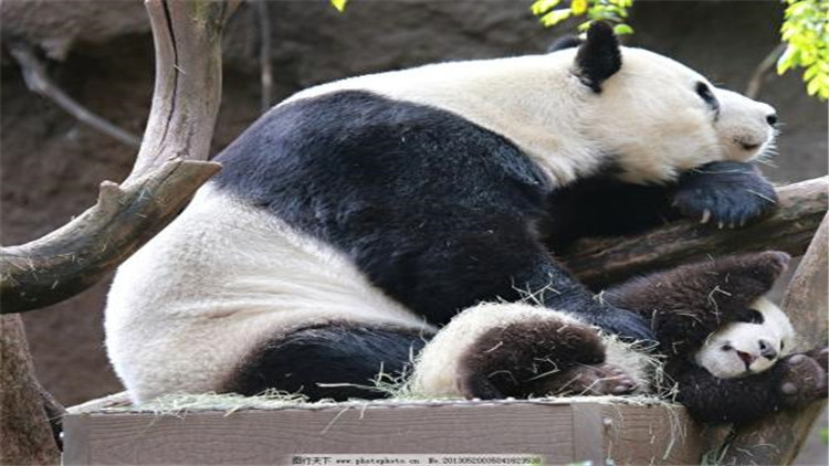 熊猫的生活习性（详解我国国宝的生活习性）