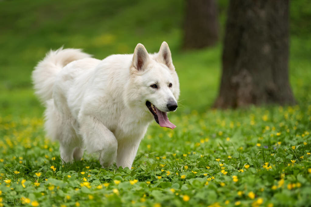 白色瑞士牧羊犬（白色的瑞士牧羊犬的由来）